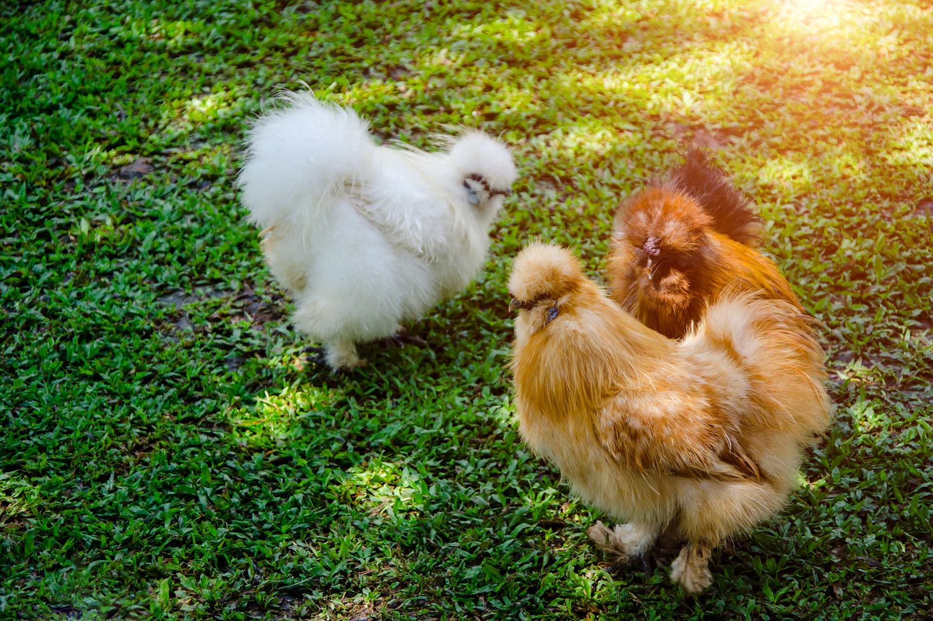 GALLINAS WEB